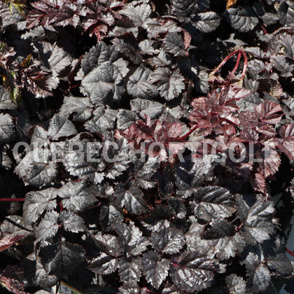 image de Astilbe Dark Side Of The Moon