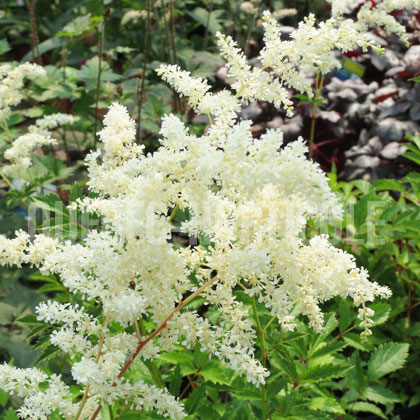 image de Astilbe japonica W.E. Gladstone