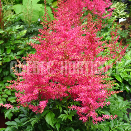 image de Astilbe Jump and Jive