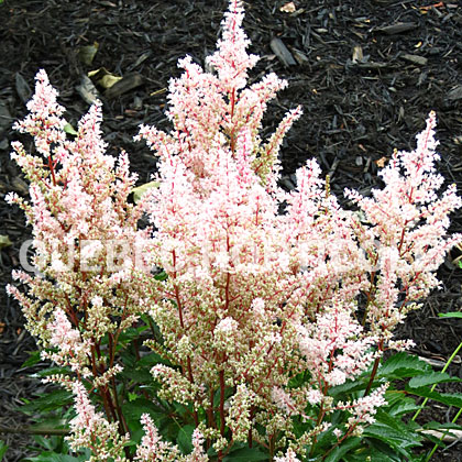 image de Astilbe x arendsii Look At Me