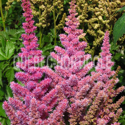 image de Astilbe Maggie Daley