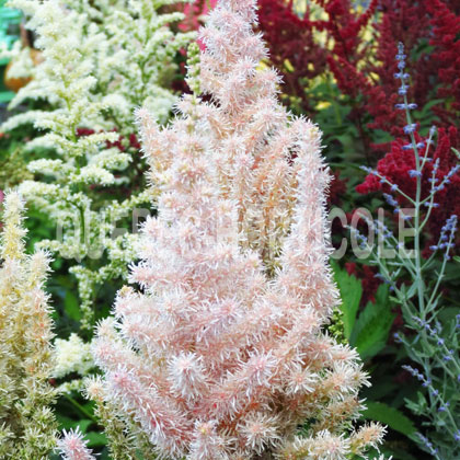 image de Astilbe chinensis Milk and Honey