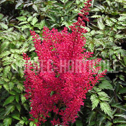 image de Astilbe japonica Montgomery