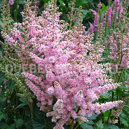 image de Astilbe New Wave