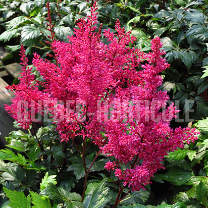 image de Astilbe japonica Red Sentinel