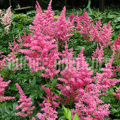 image de Astilbe japonica Rheinland