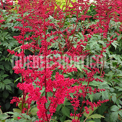 image de Astilbe x arendsii Spinell