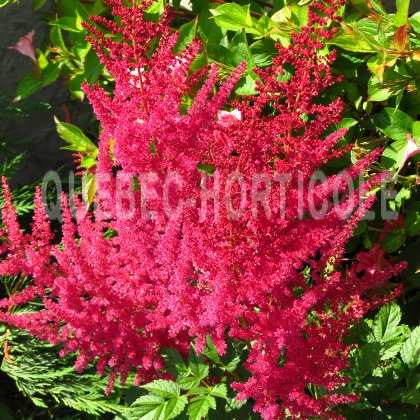 image de Astilbe Radius