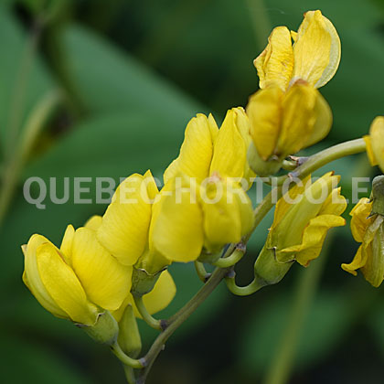 image de Baptisia American Goldfinch