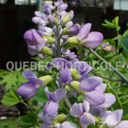 image de Baptisia BlueTowers