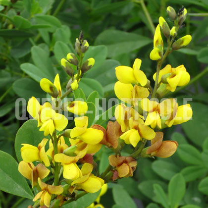 image de Baptisia Solar Flare PrairieBlues