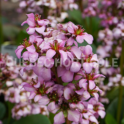 image de Bergenia cordifolia Miss Piggy