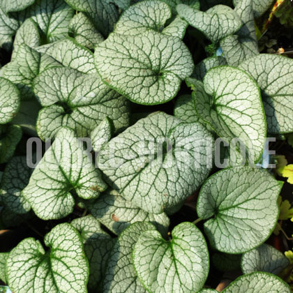 image de Brunnera macrophylla Alexander's Great