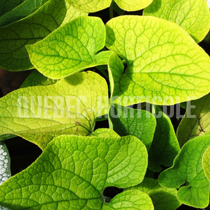 image de Brunnera macrophylla Diane's Gold