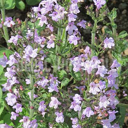 image de Calamintha nepeta Marvelette Blue