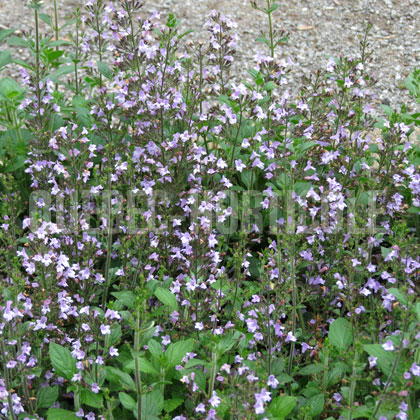 image de Calamintha nepeta Marvelette Blue