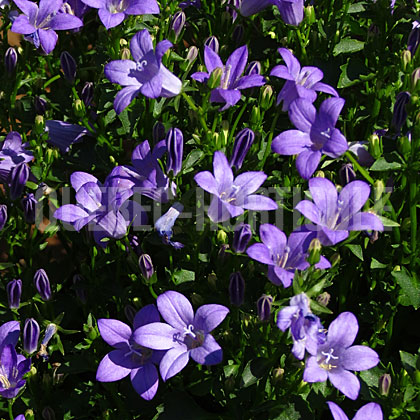 image de Campanula x Birch Hybrid