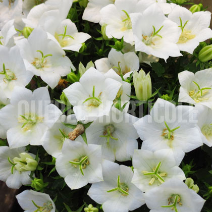 image de Campanula carpatica White Clips