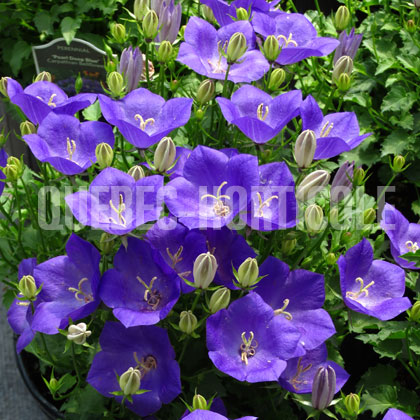 image de Campanula carpatica Pearl Deep Blue