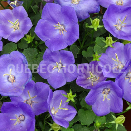 image de Campanula carpatica Rapido Blue