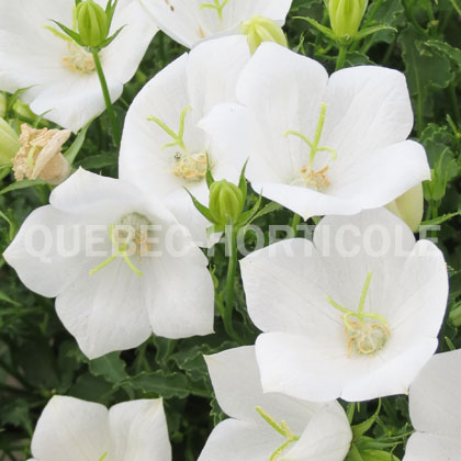 image de Campanula carpatica Rapido White