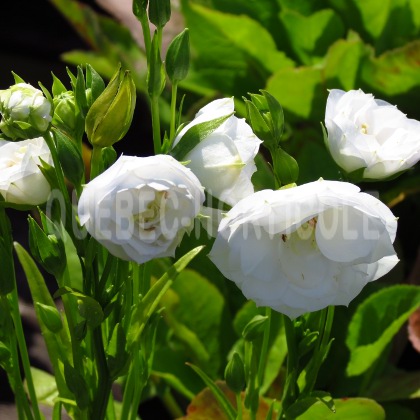 image de Campanula persicifolia La Bello