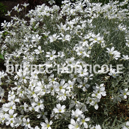 image de Cerastium tomentosum Yo Yo