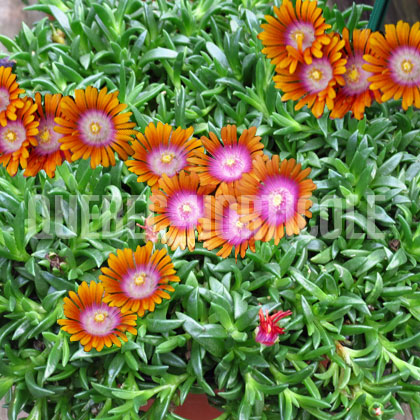 image de Delosperma Fire Spinner®