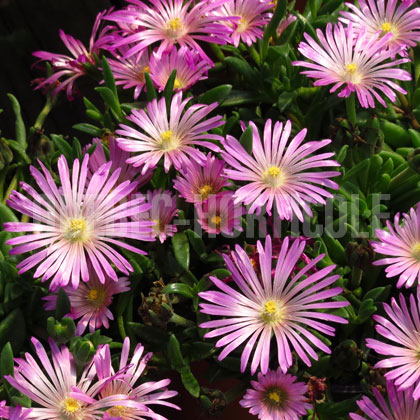 image de Delosperma John Proffitt