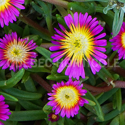 image de Delosperma Hot Pink Wonder