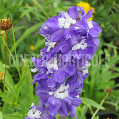 image de Delphinium elatum Aurora Deep Purple