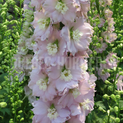 image de Delphinium Magic Fountains Cherry Blossom