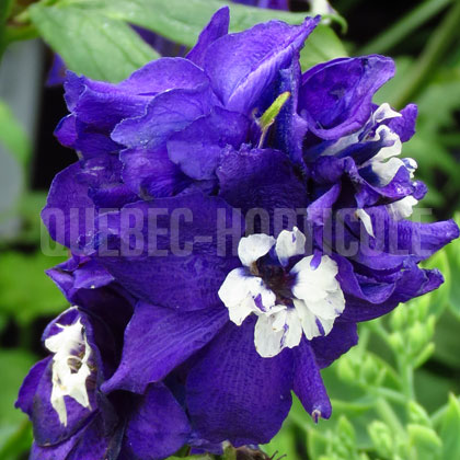 image de Delphinium Magic Fountains Dark Blue