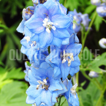 image de Delphinium Magic Fountains Sky Blue