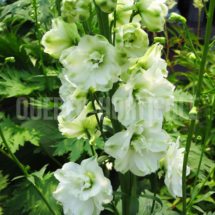 image de Delphinium Magic Fountains White