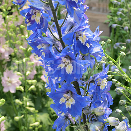 image de Delphinium Magic Fountains Mid Blue White Bee