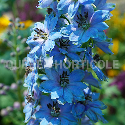 image de Delphinium elatum Million Dollar Blue