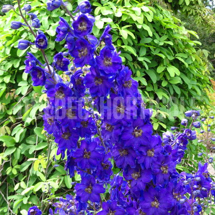 image de Delphinium Pacific Giant Black Knight