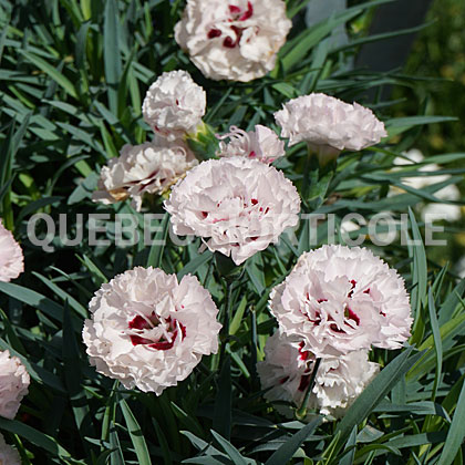 image de Dianthus Appleblossom Burst