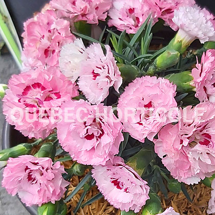 image de Dianthus Appleblossom Burst