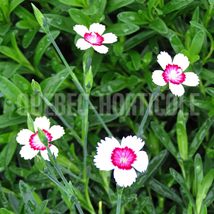 image de Dianthus deltoides Arctic Fire