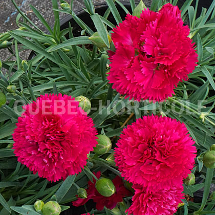 image de Dianthus Cranberry Cocktail