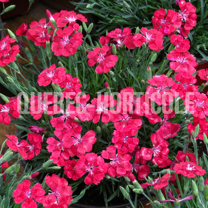 image de Dianthus Dianthalot Dark Red Star