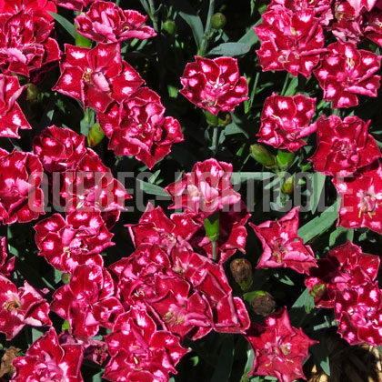 image de Dianthus Everlast Red Eye