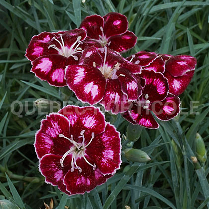 image de Dianthus Mountain Frost™ Ruby Glitter