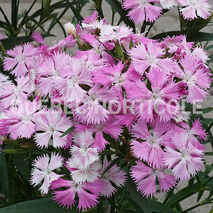 image de Dianthus  Rockin'™ Pink Magic