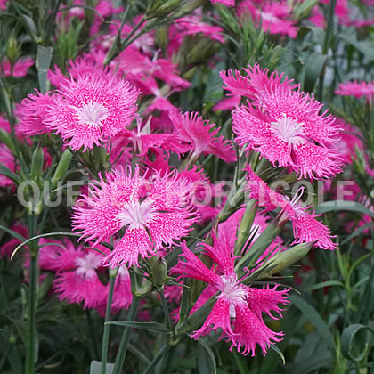 image de Dianthus Rockin'™ Rose