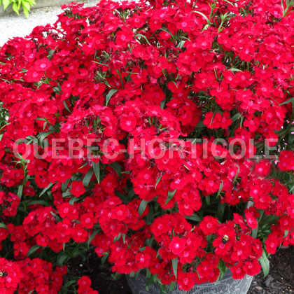 image de Dianthus Rockin'™ Red