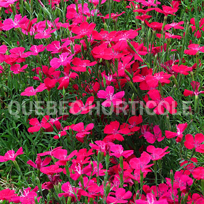 image de Dianthus deltoides Zing Rose