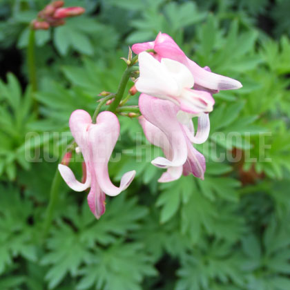 image de Dicentra Amore Pink